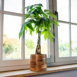 Helle Plant Pot - Natural -Indoor Plant Store Helle Natural 3