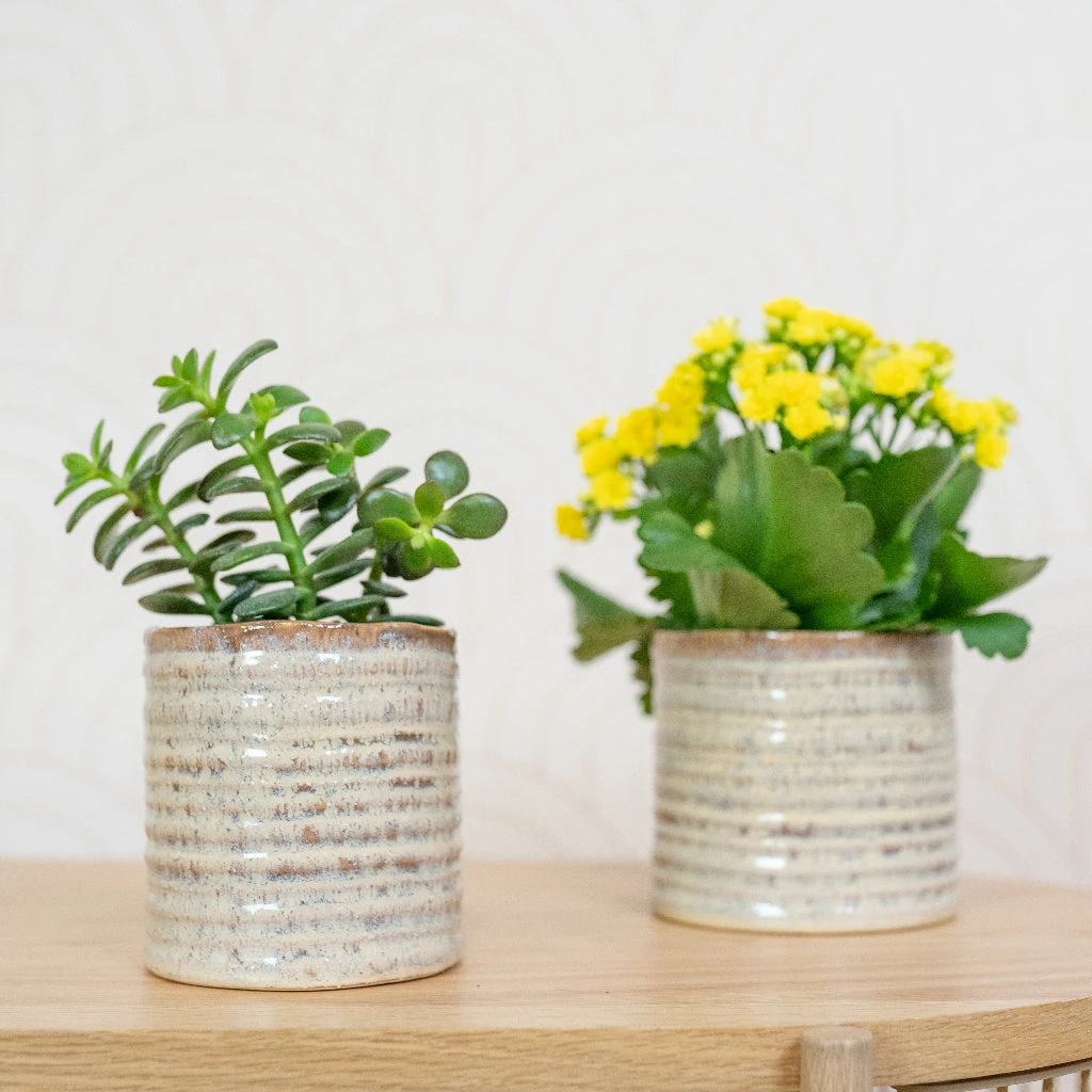 Hera Plant Pot - Ivory 7 Hera Plant Pot - Ivory - Image 7