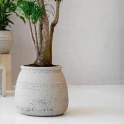 Hestia Mediterranean Planter - Chalk White -Indoor Plant Store Hestia Mediterranean Planter Chalk White Lifestyle