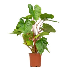 Homalomena Rubescens Maggy - Shield Plant -Indoor Plant Store Homalomena rubescens Maggy Shield Plant 19x70cm