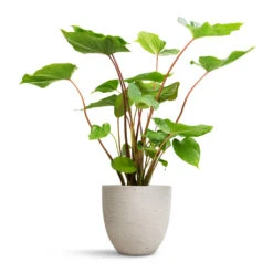 Homalomena Rubescens Maggy - Shield Plant -Indoor Plant Store Homalomena rubescens Maggy Shield Plant 19x70cm Mini Jesslyn Plant Pot Grey Washed 25x21cm