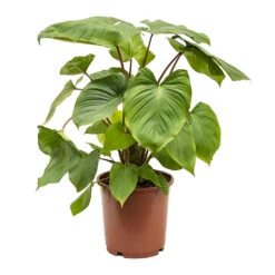 Homalomena Rubescens Maggy - Shield Plant -Indoor Plant Store Homalomena rubescens Maggy Shield Plant 24cm
