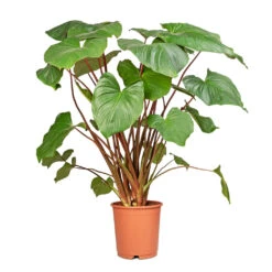 Homalomena Rubescens Maggy - Shield Plant -Indoor Plant Store Homalomena rubescens Maggy Shield Plant 24x100cm 2