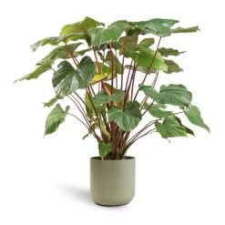 Homalomena Rubescens Maggy - Shield Plant -Indoor Plant Store Homalomena rubescens Maggy Shield Plant 24x70cm Lisbon Plant Pot Sage 26x26cm
