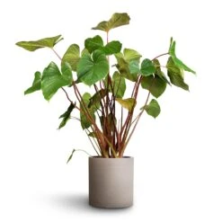 Homalomena Rubescens Maggy - Shield Plant -Indoor Plant Store Homalomena rubescens Maggy Shield Plant 24x70cm Max Refined Planter Clouded Grey 1