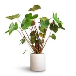 Max Refined Planter - Natural White -Indoor Plant Store Homalomena rubescens Maggy Shield Plant 24x70cm Max Refined Planter Natural White 1 54ee5a56 ac83 4a9a 9f01 8725b4545e36