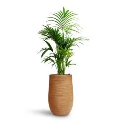 Howea - Kentia Palm - HydroCare -Indoor Plant Store Howea Kentia Palm HydroCare Dune Partner Planter Almond