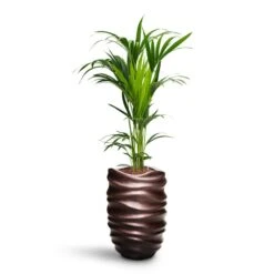 Gradient Lee Partner Planter - Matt Coffee 11 Gradient Lee Partner Planter - Matt Coffee -Indoor Plant Store Howea Kentia Palm HydroCare Gradient Lee Partner Planter Matt Coffee 44a85ad2 0862 42b7 ab0a 74950eeb02f4