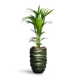 Howea - Kentia Palm - HydroCare -Indoor Plant Store Howea Kentia Palm HydroCare Gradient Lee Partner Planter Matt Forest