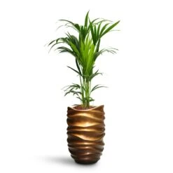 Howea - Kentia Palm - HydroCare -Indoor Plant Store Howea Kentia Palm HydroCare Gradient Lee Partner Planter Matt Honey