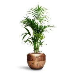 Opus Raw Couple Planter - Gold -Indoor Plant Store Howea Kentia Palm HydroCare Opus Raw Couple Planter Gold
