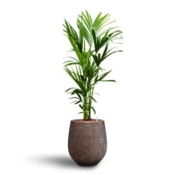 Howea - Kentia Palm - HydroCare -Indoor Plant Store Howea Kentia Palm Hydroculture 18 19 x 120cm Opus Hit Darcy Planter Gold 38 x 42cm
