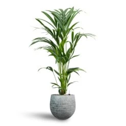 Howea - Kentia Palm - HydroCare -Indoor Plant Store Howea Kentia Palm Hydroculture 19 17 x 90cm Ryan Plant Pot White Black 26 x 26cm