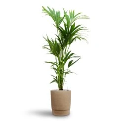 Chao Plant Pot - Concrete 9 Chao Plant Pot - Concrete -Indoor Plant Store Howea Kentia Palm Hydroculture 24 22 x 140cm Chao Plant Pot Concrete 32 x 42.5cm 7174e835 497c 4713 aef8 501210173b15