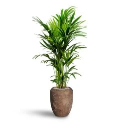 Howea - Kentia Palm - HydroCare -Indoor Plant Store Howea Kentia Palm Hydroculture 27 26 x 150cm Polystone Coated Plain Coppa Planter Rock 45 x 55cm