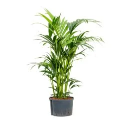 Howea - Kentia Palm - HydroCare -Indoor Plant Store Howea Kentia Palm Hydroculture 28 19x100cm