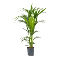 Howea - Kentia Palm - HydroCare -Indoor Plant Store Howea Kentia Palm Hydroculture Indoor Plant 120cm