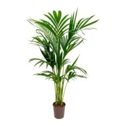 Howea - Kentia Palm - HydroCare -Indoor Plant Store Howea Kentia Palm Hydroculture Indoor Plant 140cm