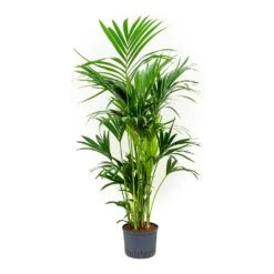 Howea - Kentia Palm - HydroCare -Indoor Plant Store Howea Kentia Palm Indoor Plant Hydroculture 25 19 150cm