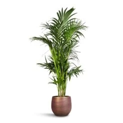 Lydia Plant Pot - Shiny Purple 22 Lydia Plant Pot - Shiny Purple -Indoor Plant Store Howea forsteriana Kentia Palm 27x160cm Lydia Plant Pot Shiny Purple 36x32cm 1f562147 584e 4bf0 aba5 6356ff7836bd