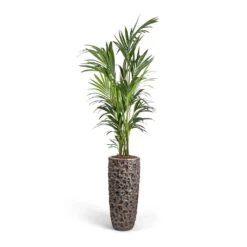 Luxe Lite Moon Partner Planter - Bronze -Indoor Plant Store Howea forsteriana Kentia Palm 27x170cm Luxe Lite Moon Partner Planter Bronze 33x70cm