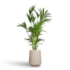 Raindrop Tube High Round Planter - Stone -Indoor Plant Store Howea forsteriana Kentia Palm 27x170cm Raindrop Tube High Round Planter Stone 37x42cm