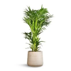 Patt Plant Pot - Grey Washed -Indoor Plant Store Howea forsteriana Kentia Palm 32x160cm Patt Plant Pot Grey Washed 45x38cm c89c0603 0f25 4638 b357 b2f12c9d23c3