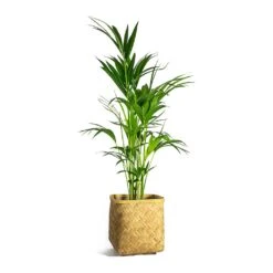 Kobe Bamboo Planter -Indoor Plant Store Howea forsteriana Kentia Palm Kobe Bamboo Planter plant pot d4b468b9 ff2a 4eae a3e3 c89bdebec049