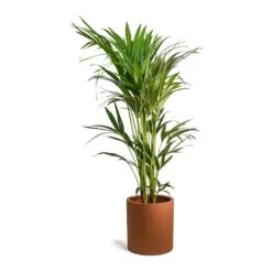 Max Refined Planter - Canyon Orange 14 Max Refined Planter - Canyon Orange -Indoor Plant Store Howea forsteriana Kentia Palm Max Refined Planter Canyon Orange 9de8b94b 8e23 44f1 aa6f 0d16a28e7f8a