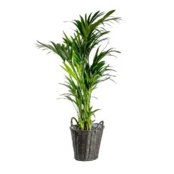 Nanna Wikr Plant Basket - Dark Brown 13 Nanna Wikr Plant Basket - Dark Brown -Indoor Plant Store Howea forsteriana Kentia Palm Nanna Wikr Plant Basket dark brown d92ed21a 0c8b 4ebc a04d 94c0555e7386
