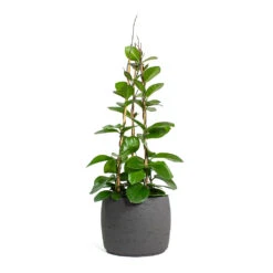 Mini Valerie Plant Pot - Black Washed 19 Mini Valerie Plant Pot - Black Washed -Indoor Plant Store Hoya australis Common Wax Flower Column Mini Valerie Plant Pot Black Washed