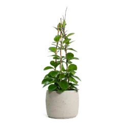 Mini Valerie Plant Pot - Grey Washed -Indoor Plant Store Hoya australis Common Wax Flower Column Mini Valerie Plant Pot Grey Washed
