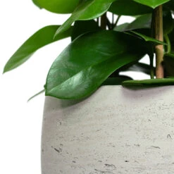 Mini Valerie Plant Pot - Grey Washed -Indoor Plant Store Hoya australis Common Wax Flower Column Mini Valerie Plant Pot Grey Washed Close Up