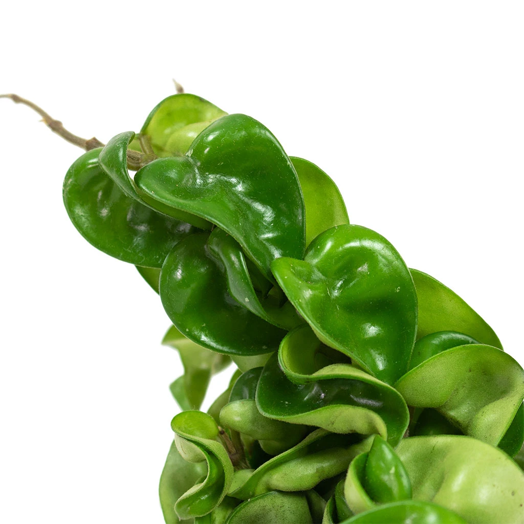 Hoya Carnosa Compacta - Rope Plant 2 Hoya Carnosa Compacta - Rope Plant - Image 2