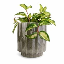 Lugano Scalloped Plant Pot - Green 13 Lugano Scalloped Plant Pot - Green -Indoor Plant Store Hoya carnosa Tricolor Wax Plant 12x20cm Lugano Scalloped Plant Pot Green 16x16cm 9244b768 5f12 4aa9 9ddf 82896bca8a89