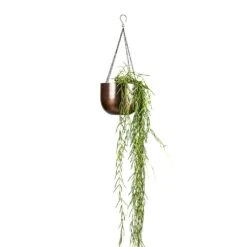Mayfair Hanging Plant Pot - Mocha -Indoor Plant Store Hoya linearis Linear Porcelain Plant 14x40cm Mayfair Hanging Plant Pot Mocha 21x16cm a4633362 8240 4dd6 a42f 819f23eb26c3