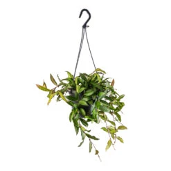 Hoya Rosita - Tropical Wax Plant 11 Hoya Rosita - Tropical Wax Plant -Indoor Plant Store Hoya rosita Tropical Wax Plant 14x20cm