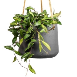 Patt Hanging Plant Pot - Black Washed 21 Patt Hanging Plant Pot - Black Washed -Indoor Plant Store Hoya rosita Tropical Wax Plant 14x20cm Patt Hanging Plant Pot Black Washed 20x17cm 2 3eda383f 9f22 4ad1 8f1c 7322bdff5e92