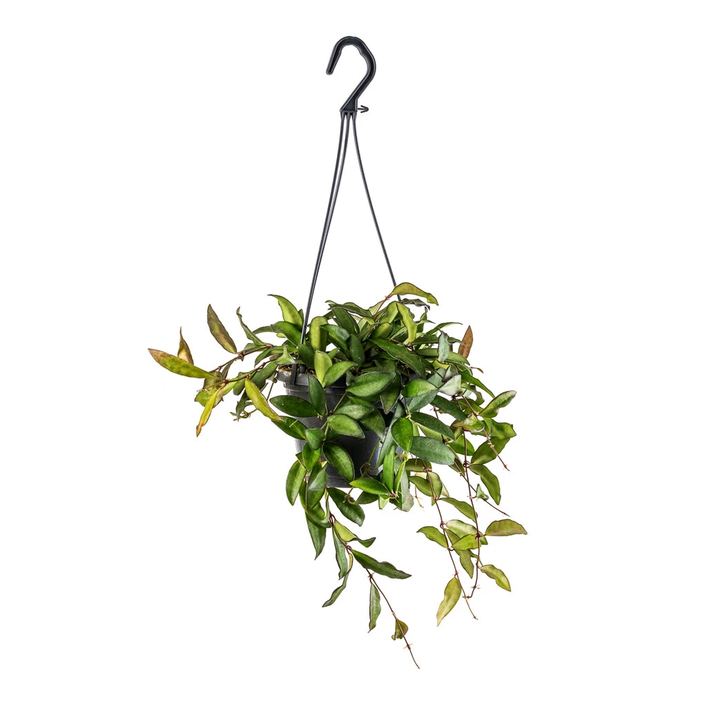 Hoya Rosita - Tropical Wax Plant 3 Hoya Rosita - Tropical Wax Plant - Image 3