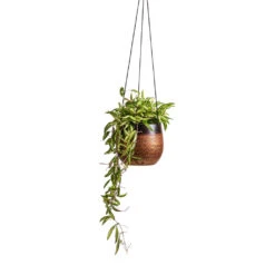 Mya Hanging Planter - Shiny Mocha -Indoor Plant Store Hoya wayetii Tricolor Wax Plant 14x30cm Mya Hanging Planter Shiny Mocha 18x16cm