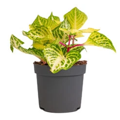 Iresine Herbstii Rich Goldstar - Yellow Bloodleaf 6 Iresine Herbstii Rich Goldstar - Yellow Bloodleaf -Indoor Plant Store Iresine herbstii Goldstar Yellow Bloodleaf 13cm