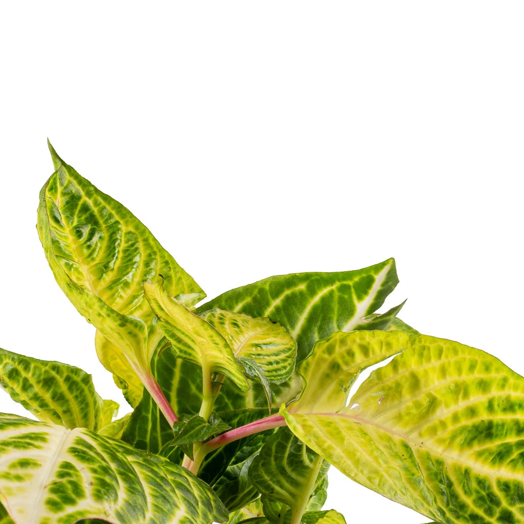 Iresine Herbstii Rich Goldstar - Yellow Bloodleaf 2 Iresine Herbstii Rich Goldstar - Yellow Bloodleaf - Image 2