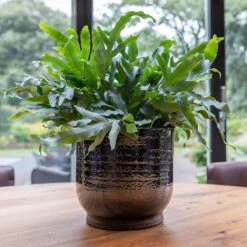 Jayla Plant Pot - Espresso 12 Jayla Plant Pot - Espresso -Indoor Plant Store Jayla Espresso 1