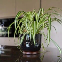 Jayla Plant Pot - Espresso 14 Jayla Plant Pot - Espresso -Indoor Plant Store Jayla Espresso 3