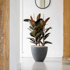 Jesslyn Granite Planter - Midnight Black 7 Jesslyn Granite Planter - Midnight Black -Indoor Plant Store Jesslyn Granite Planter Midnight Black Lifestyle 2
