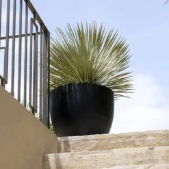 Jesslyn Natural Planter - Black 17 Jesslyn Natural Planter - Black -Indoor Plant Store Jesslyn Natural Planter Black 2