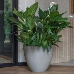 Jesslyn Refined Planter - Clouded Grey -Indoor Plant Store Jesslyn Refined Planter Clouded Grey Peace Lillies