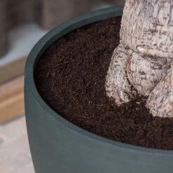 Jesslyn Refined Planter - Pine Green -Indoor Plant Store Jesslyn Refined Planter Pine Green Rim