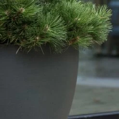 Jesslyn Refined Planter - Pine Green -Indoor Plant Store Jesslyn Refined Planter Pine Green Textures