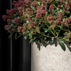 Jumbo Charlie Planter - Stone Washed -Indoor Plant Store Jumbo Charlie Planter Stone Washed Close Up